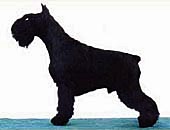 Gloris CYCLAMEN | Miniature Schnauzer 