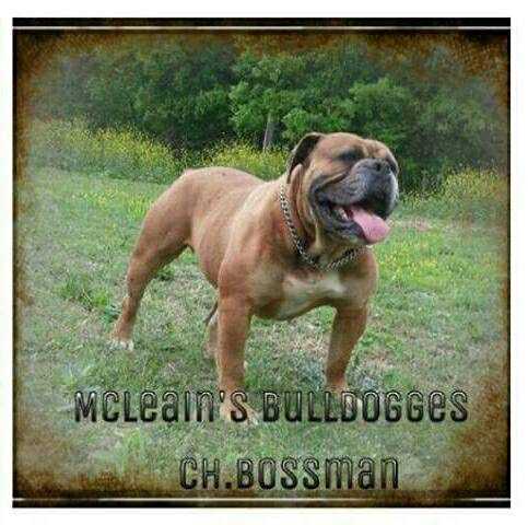 McLean's Bossman | Olde English Bulldogge 