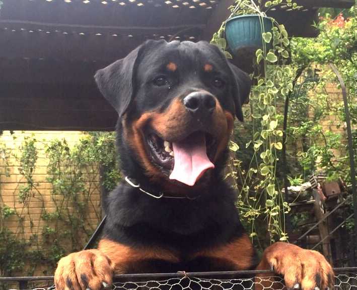 VON HAUSE BERAHAH DIDIER DROGBA | Rottweiler 