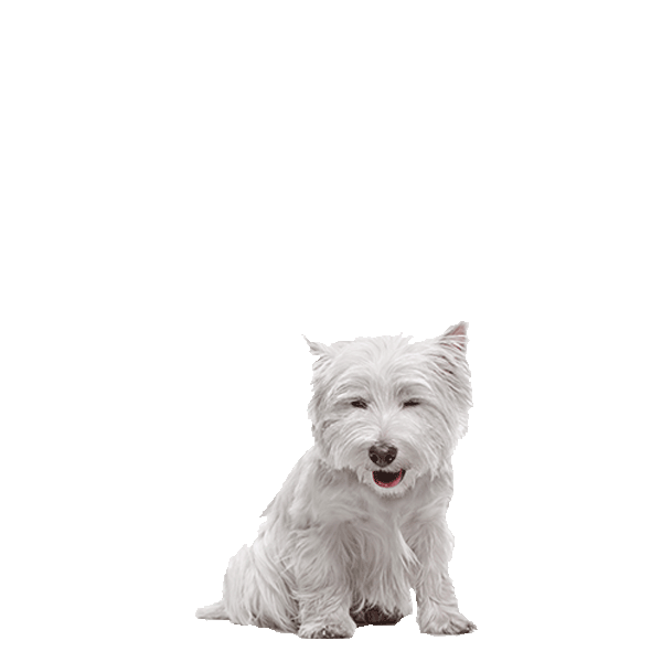 West Highland White Terrier