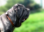 ABI Zelba | Neapolitan Mastiff 