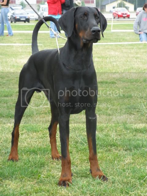 Bäbie's Garden Macho Man | Black Doberman Pinscher