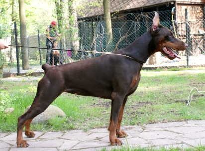 Pride of Russia Cassandra | Brown Doberman Pinscher