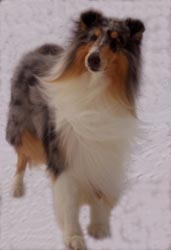 Glasgowhill's Thrilogy | Rough Collie 