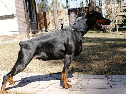 Pride of Russia Barrakuda Boomaye | Black Doberman Pinscher