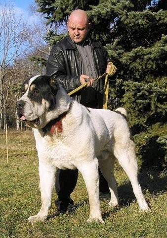 Buldozer | Central Asian Shepherd Dog 
