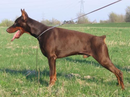 Hanna Hikka de Nobilli Negri | Black Doberman Pinscher