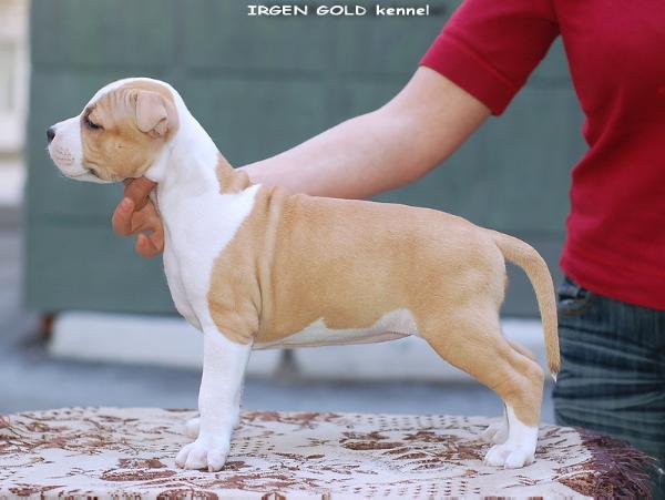 Irgen Gold Vestfalia | American Staffordshire Terrier 