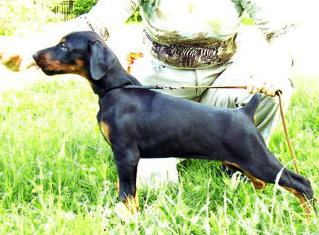 Viva Viktoria Zhemchuzhina Belarusi | Black Doberman Pinscher