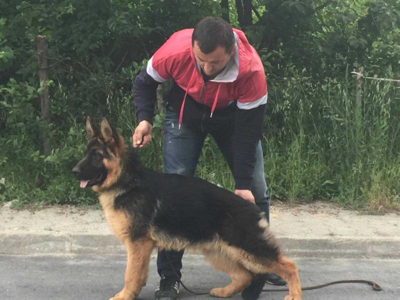 Atos-Olimp | German Shepherd Dog 