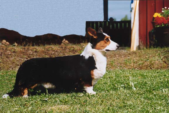 Yardican US Navigator | Cardigan Welsh Corgi 