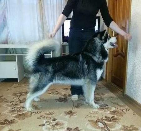 Only the best ot Borodnevykh | Alaskan Malamute 