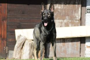 Farrah Heriwell | German Shepherd Dog 