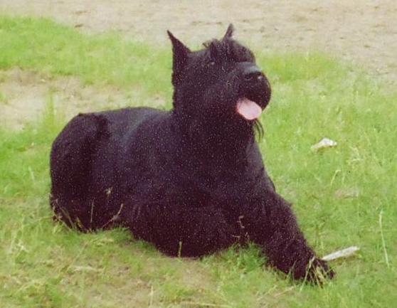 Yantarina | Giant Schnauzer 