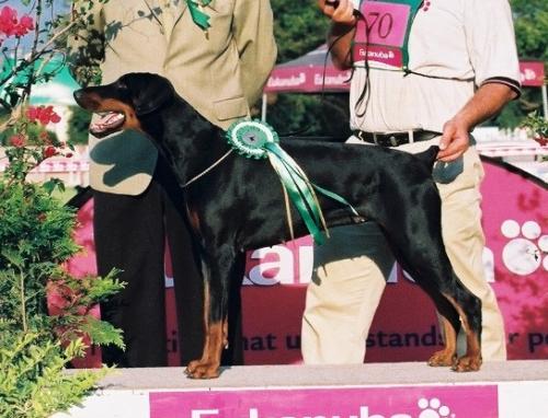 Draga di Altobello at Bellstone | Black Doberman Pinscher