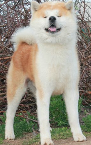 Unkan Go From Hachimantai | Akita 