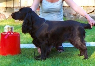 Periwinkle's Queen of The Night | Field Spaniel 