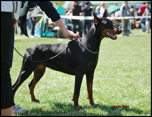 Pirania Z Nory Susla | Black Doberman Pinscher