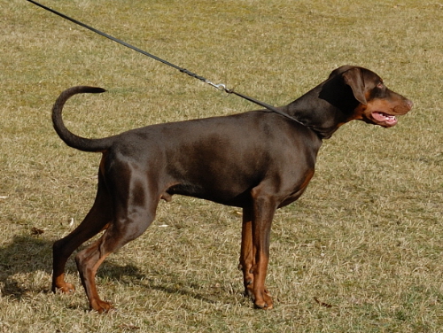 Adonis v. Hohenzollern | Brown Doberman Pinscher