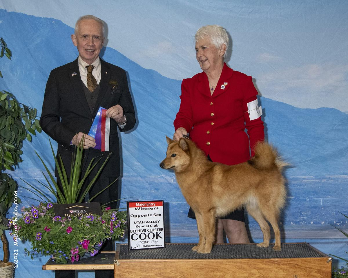 Suomi N' Ajuaq's Kiss My Volcano | Finnish Spitz 