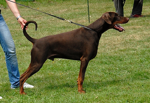 Aragon v. Hohenzollern | Brown Doberman Pinscher