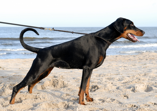 Allure v. Hohenzollern | Black Doberman Pinscher