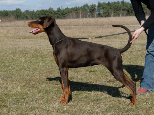 Arriba v. Hohenzollern | Brown Doberman Pinscher