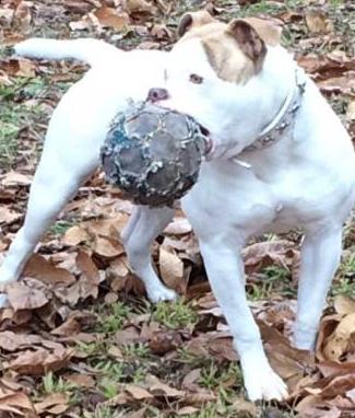 Tori's ROCKET | American Bulldog 