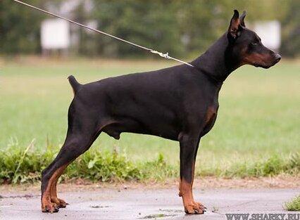 Smart Wood Hills X-Trail | Black Doberman Pinscher