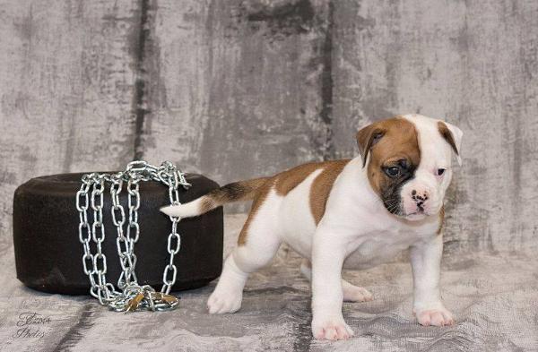 AtTheSource Bootz | American Bulldog 