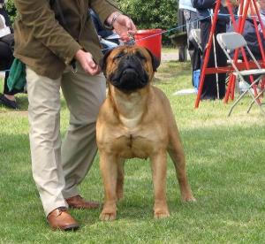 BRYNFAW KOP THAT AT JAYNOS | Bullmastiff 