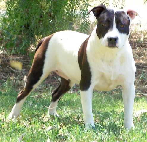 DDDawgs Flirt In A Skirt | American Staffordshire Terrier 