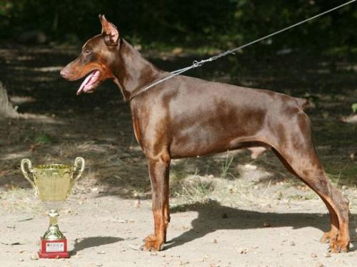 Focus Juggling Jordan | Brown Doberman Pinscher