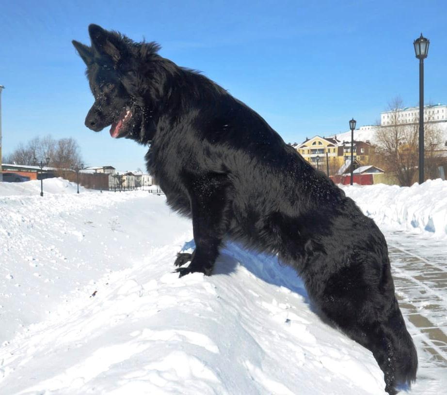 Likhoi so Slavjanskoy Dushoy | German Shepherd Dog 
