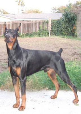 Ugor of Hoffman House | Black Doberman Pinscher