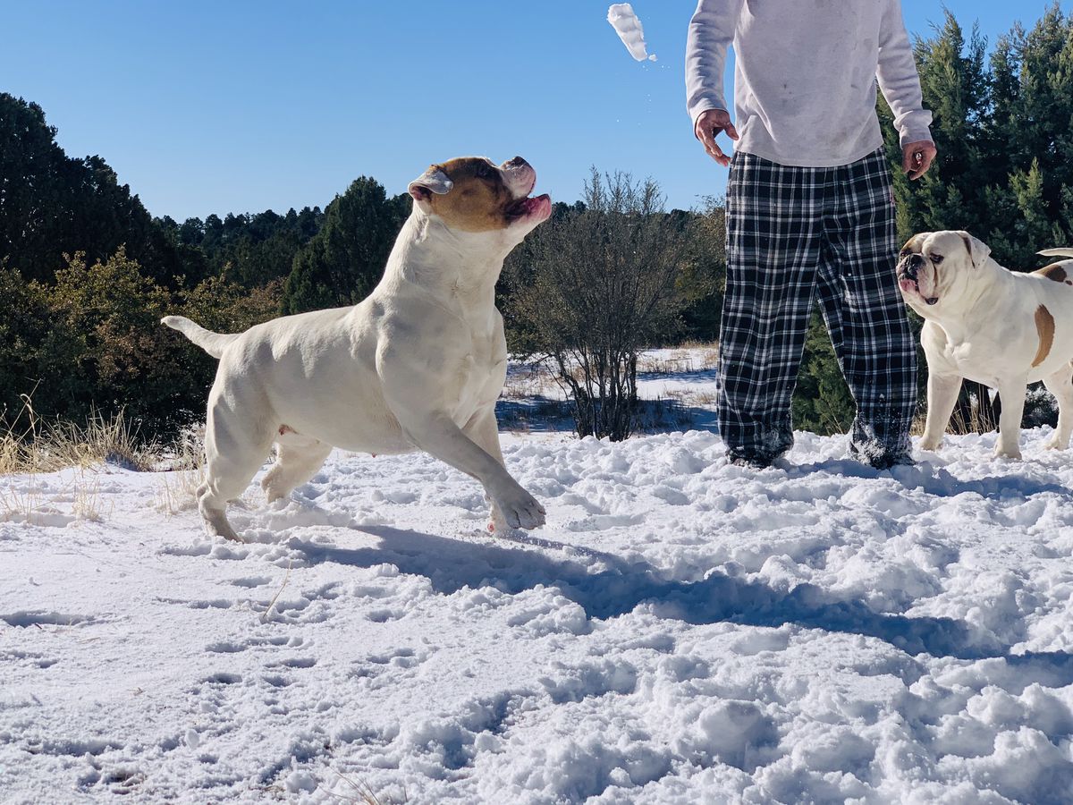 Eaton’s Queen Gretel of BulletBulls | American Bulldog 