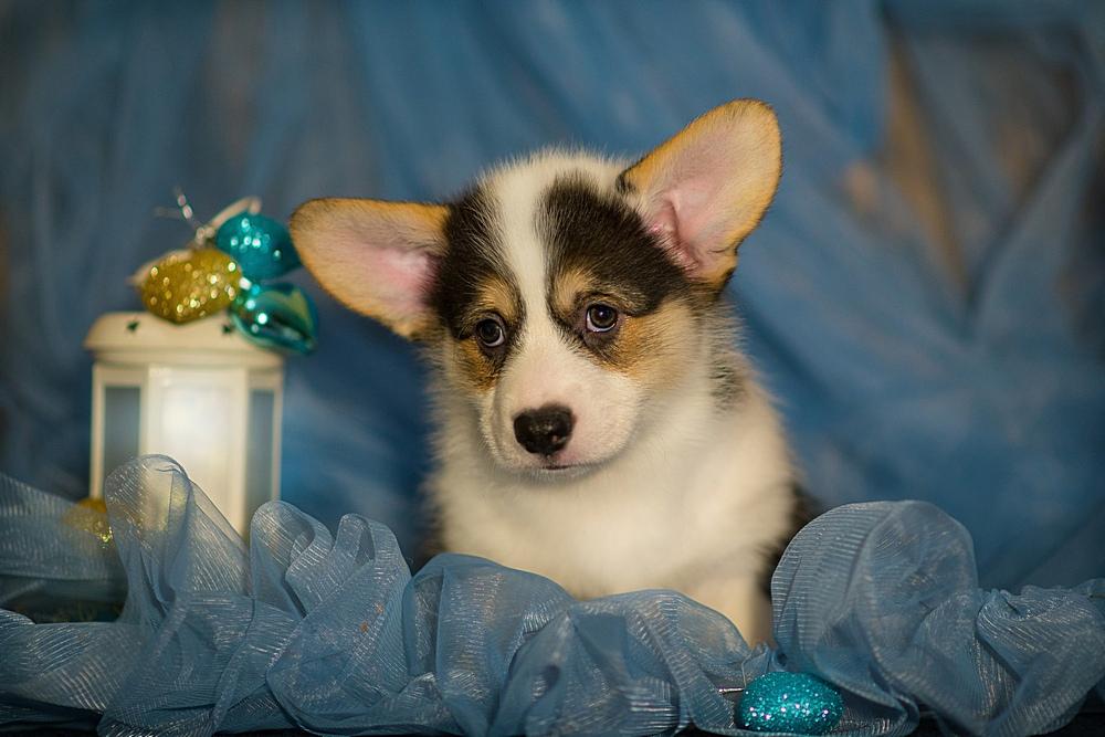 MISTYCOR CHARM EVENING STAR | Pembroke Welsh Corgi 