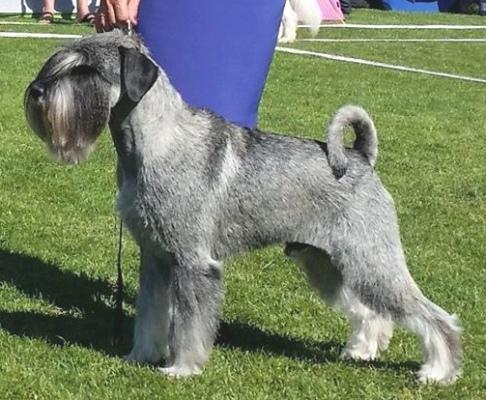 TRELS URMAS | Standard Schnauzer 