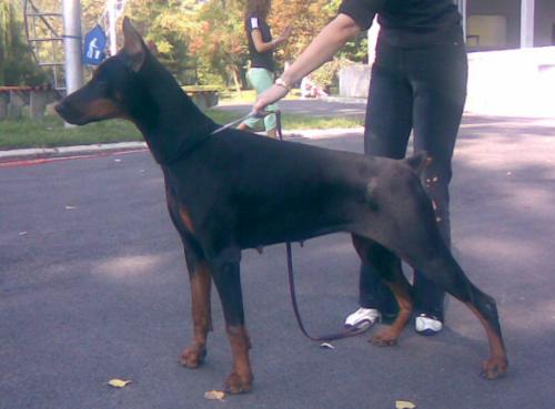 Uma of Hoffman House | Black Doberman Pinscher