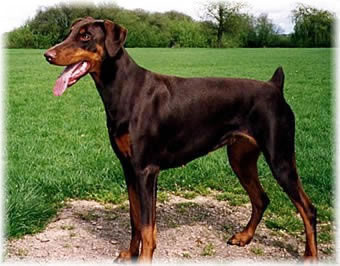 Bosskat Artemis | Brown Doberman Pinscher