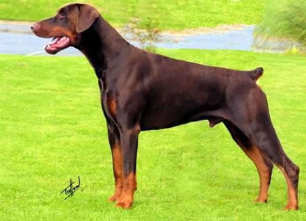 Bosskat Bonza | Brown Doberman Pinscher