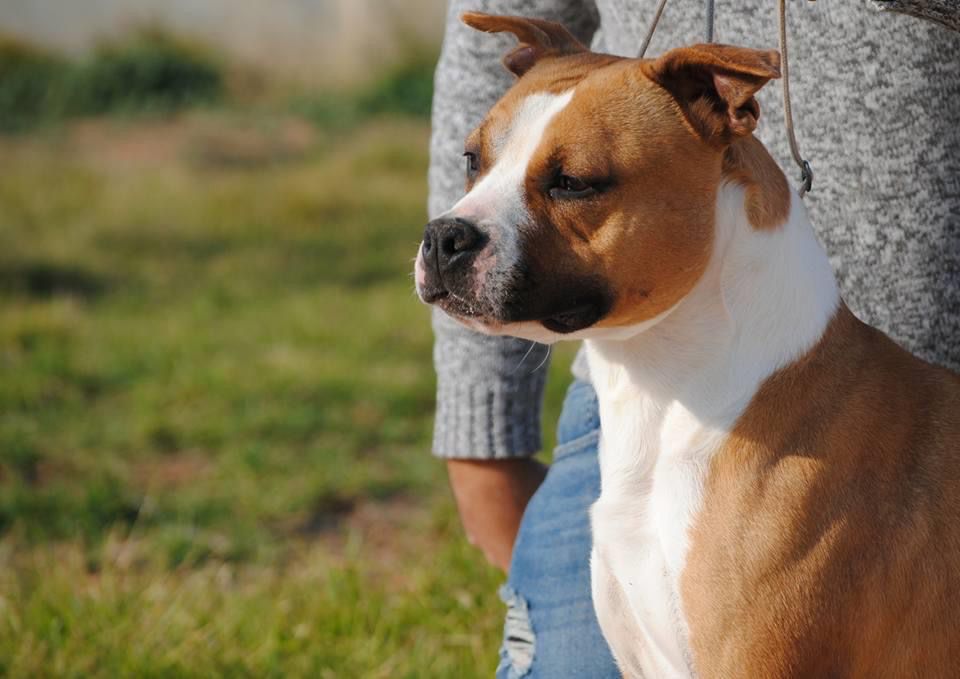 Héroes de Carthago moonlight shadow | American Staffordshire Terrier 