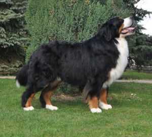 STAR IS COMING Z DEIKOWEJ DOLINY | Bernese Mountain Dog 