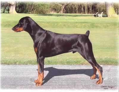 Bosskat Enforcer | Black Doberman Pinscher