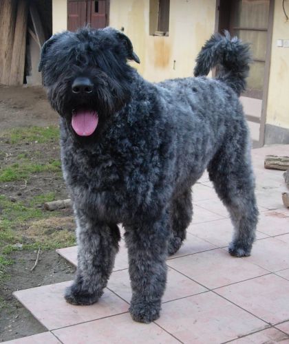 Baudelaire de la Colline Verte | Bouvier des Flandres 