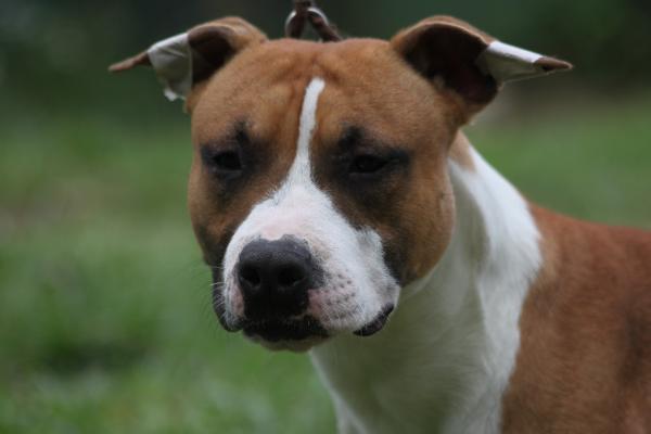 winkut's impact steeper | American Staffordshire Terrier 