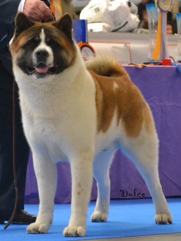 Miyamoto Takuan | Akita 