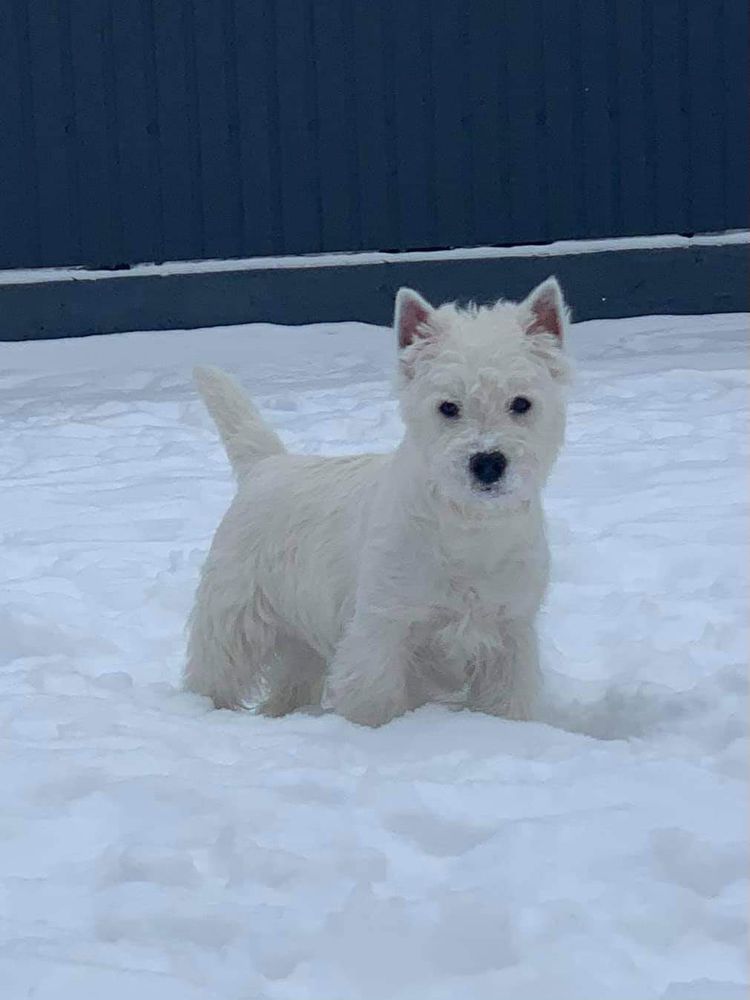 White Villan Little Bit Of Spicy | West Highland White Terrier 