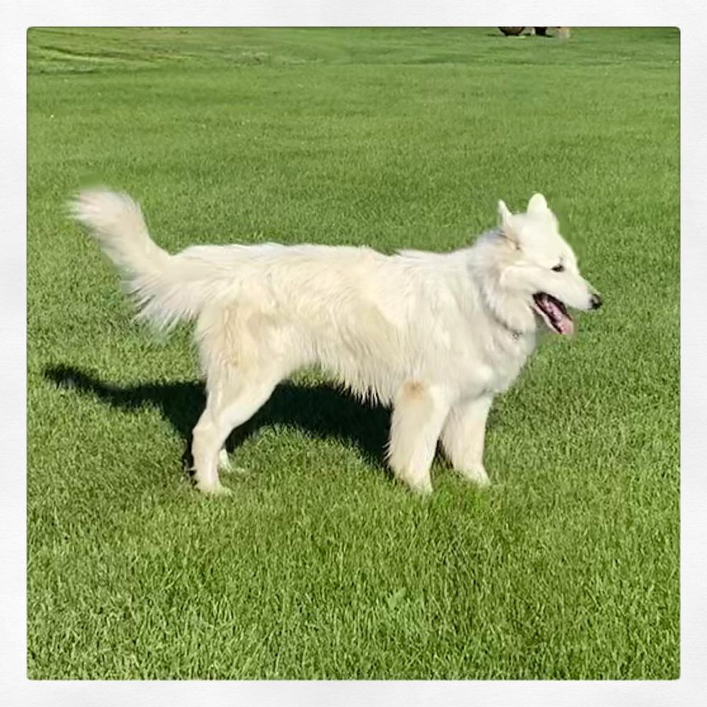 Bolt Suka of Big Whites | White Swiss Shepherd Dog 
