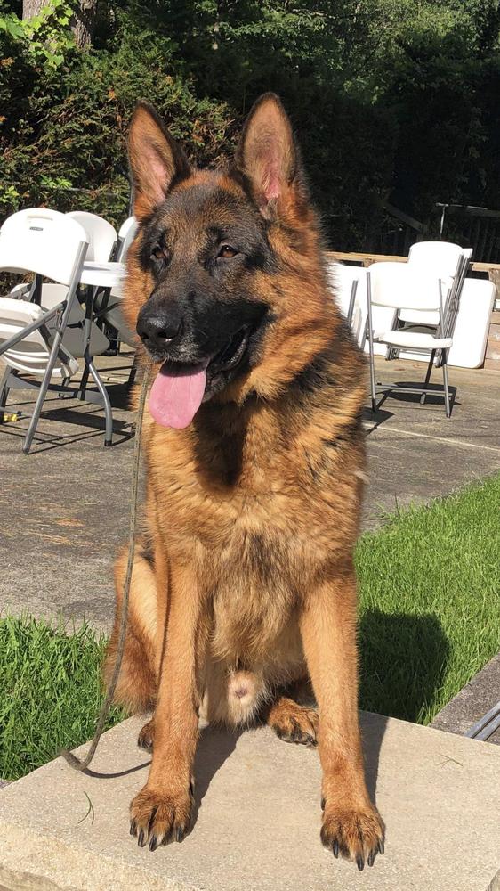Max lll of Vonmontenegro | German Shepherd Dog 